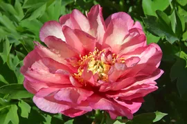 Пион Ито Хиллари Paeonia Itoh Hillary