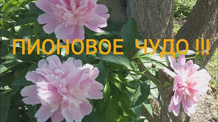 ЦВЕТУЩИЕ  ПИОНЫ в моем саду! 29 мая!