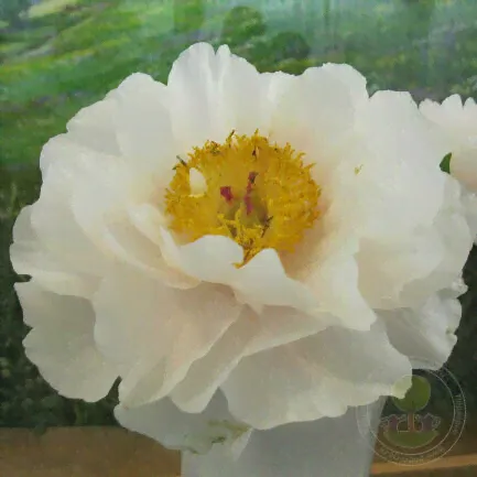 Пион Блашинг Принцесс / Paeonia Blushing Princess (Стандартная деленка, 2-3 почки, пр-во Европа)-0