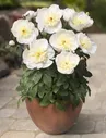 Пион молочноцветковый патио «Мадрид» (Paeonia lactiflora "Madrid")