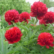 Пион Red Magic (Ред Мэджик)