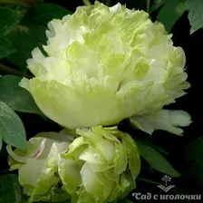 Пион древовидный Зелёный Шар 2-3 побега (корнесобственный)