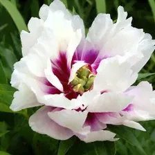 Пион Ито-гибрид Paeonia Cora Louise