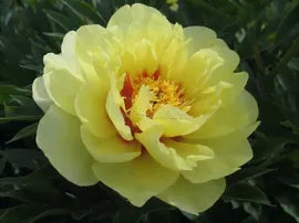Paeonia Bartzella Пион Бартзелла