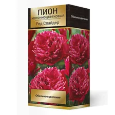 Луковицы Пион молочноцветковый Ред Спайдер 1шт