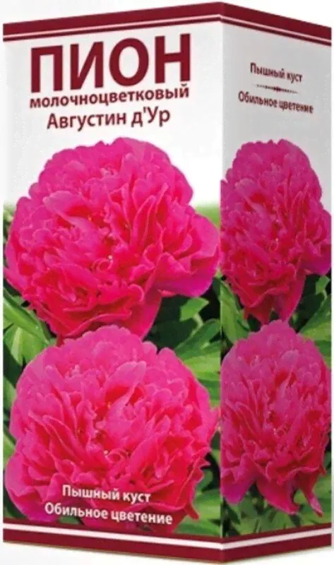 Растение Пион травянистый Августин д'Ур C3H20-0