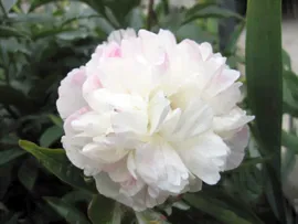 Paeonia Alba Plena officinalis Пион лекарственный Альба Плена