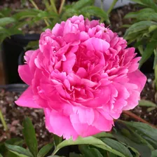 Пион Paeonia Kansas 2/3