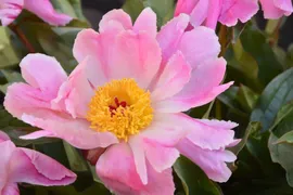 Пион молочноцветковый Пинк Луау (Paeonia laktiflora Pink Luau) С5 к