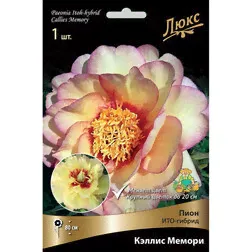 Пион ИТО-гибрид Кэллис Мемори (1-2 почки)