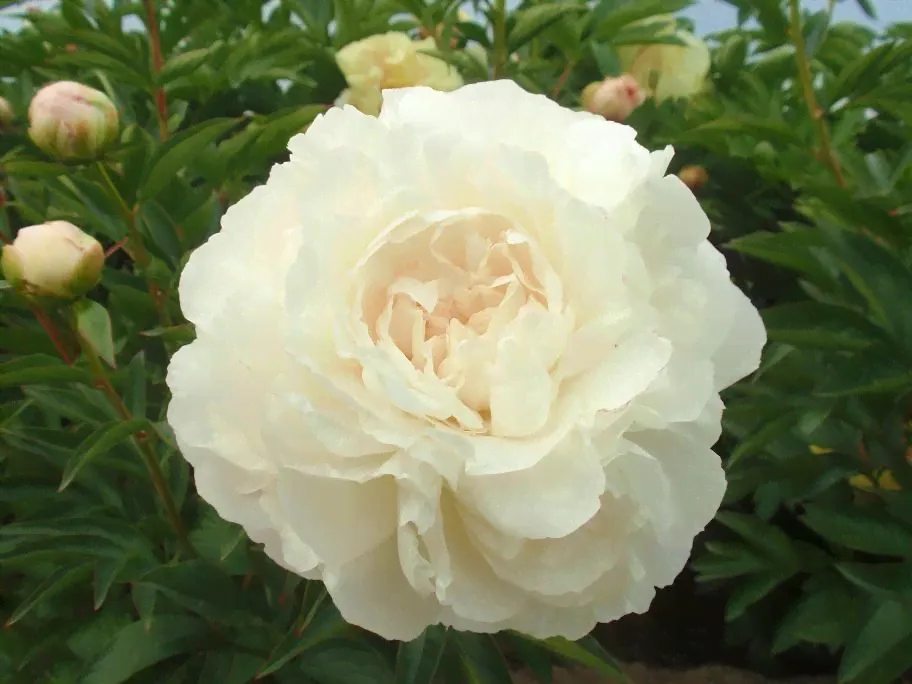 Пион Paeonia Omeo Snow 2/3-0