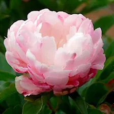 Пион 'Петит Элеганс' / Paeonia lactiflora 'Petite Elegance'