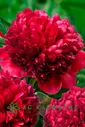 Пион Ред Грейс (Red Grace)