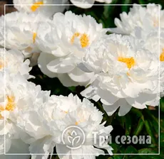 Пион молочноцветковый "Уайт Грейс"