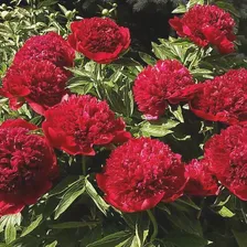 Пион молочноцветковый Ред Шарм/Paeonia lactiflora Red Charm C5