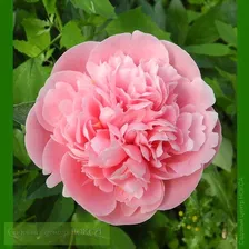 Paeonia Etched Salmon Пион Этчед Салмон
