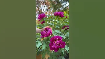 Tree peony - Shimadaijin - Dark purple Japanese suffruticosa - A beautiful bloomer! #peony #garden