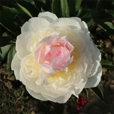 Пион Блаш Квин (махр ранний многоцветный)
