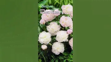9 16 Пион Ширли Темпл 1080х1920