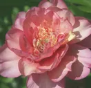 Пион Julia Rose (Джулия Роуз)