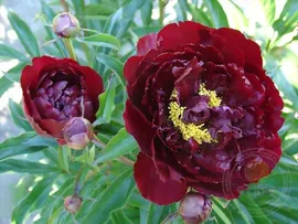 Пион Петер Бранд (Paeonia Peter Brand)