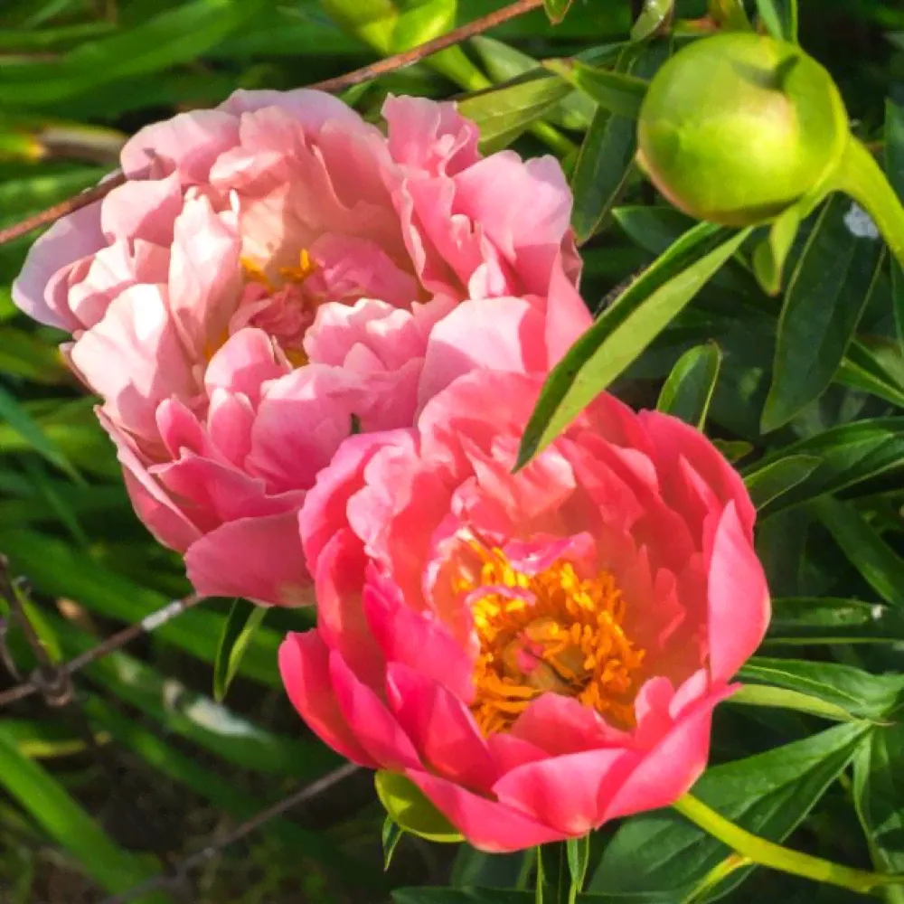 Пион Pink Hawaiian Coral (Пинк Хаваян Корал)-3