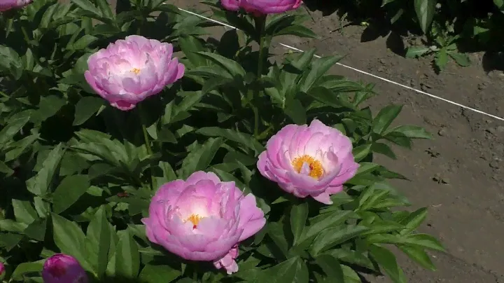 пион PINK DELIGHT