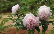 Пион древовидный Peachblossom Covered with Snow