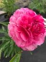 Пион Роуз Харт (Rose Heart)