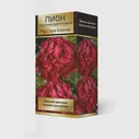 Саженец Пион молочноцветковый Ред Сара Бернар* 2-3/Кор
