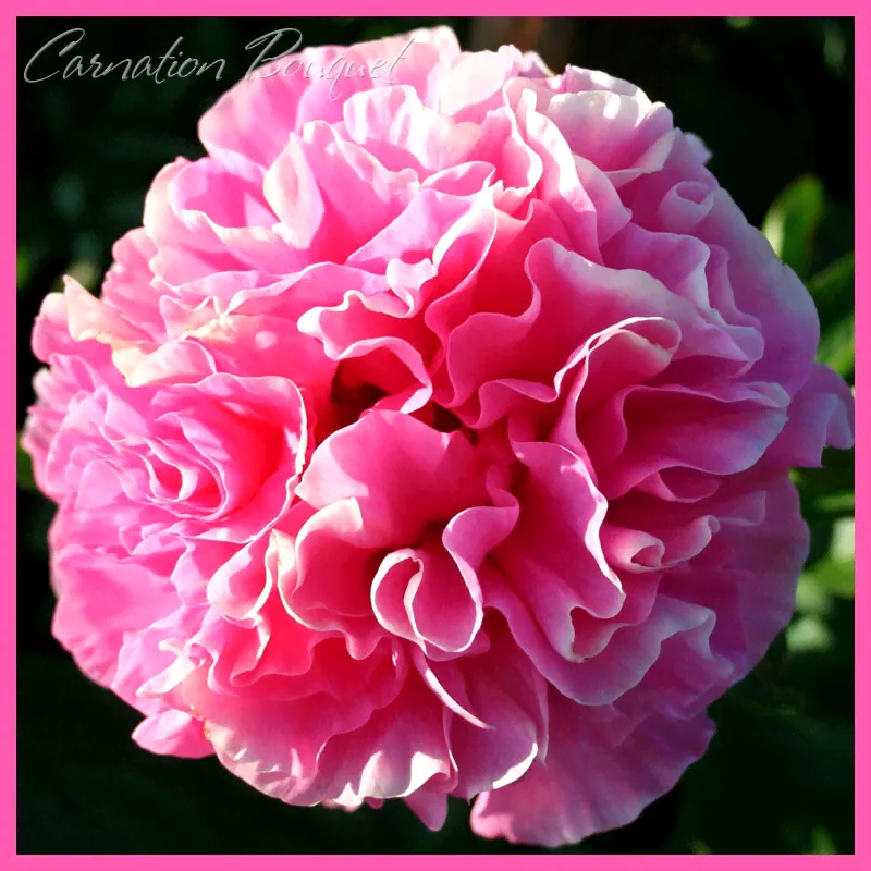 Пион Карнейшн Букет | Carnation Bouquet (травянистый) (Осень 2024 г.)