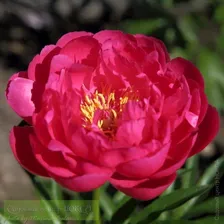Paeonia Rose Reverence Пион Роза Реверанс
