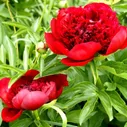 Саженцы Пион Red Charm (Ред Шарм)