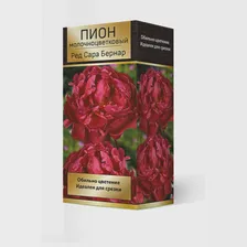 Саженец Пион молочноцветковый Ред Сара Бернар* 2-3/Кор