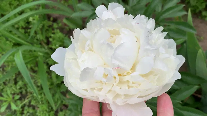 Peony ALICE HARDING. (Lemoine, 1922), channel YouTube : PEONIES-ALL ABOUT THEM (ПІОНИ-ВСЕ ПРО НИХ)