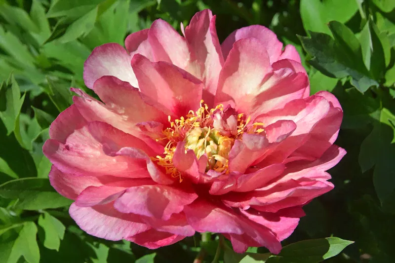 Пион Ито Хиллари Paeonia Itoh Hillary