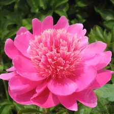 Пион Цзы Фу Жун / Пурпурный Лотос (Paeonia Zi fu rong / Purple Lotus)
