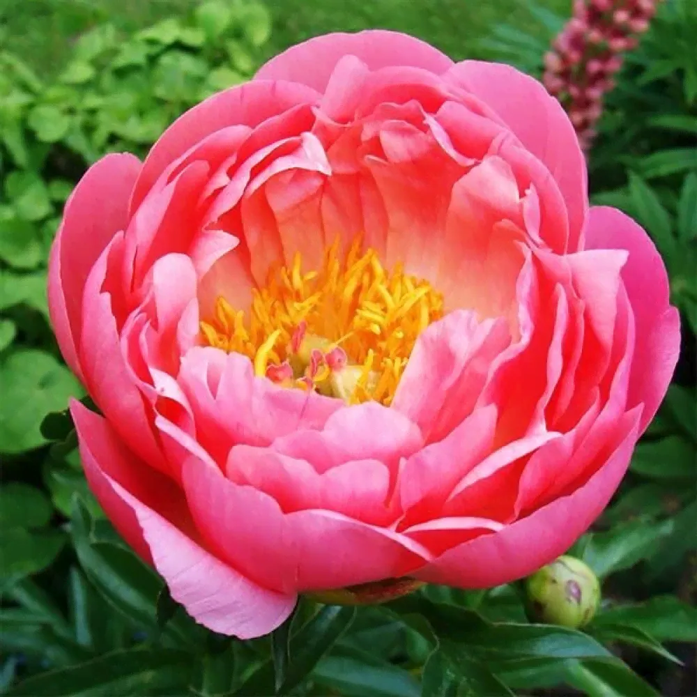 Саженцы Пион Coral Sunset (Корал Сансет)-2