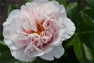 Пион Paeonia Blushing Princess 2/3