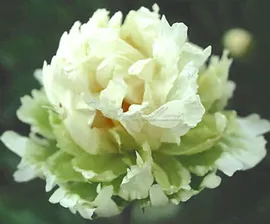 Пион травянистый Сан оф Лотус (Son of Lotus)