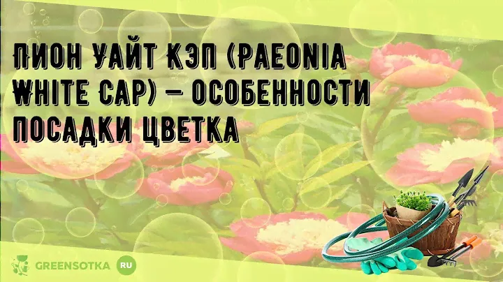 Пион Уайт Кэп (Paeonia White Cap) — особенности посадки цветка