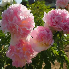 Пион Бэлла Роза (Paeonia Bella Rosa)