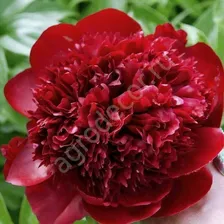 Пион Red Charm (Ред Чарм)