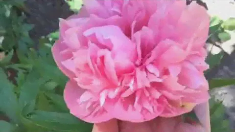 Peony Salmon Beauty