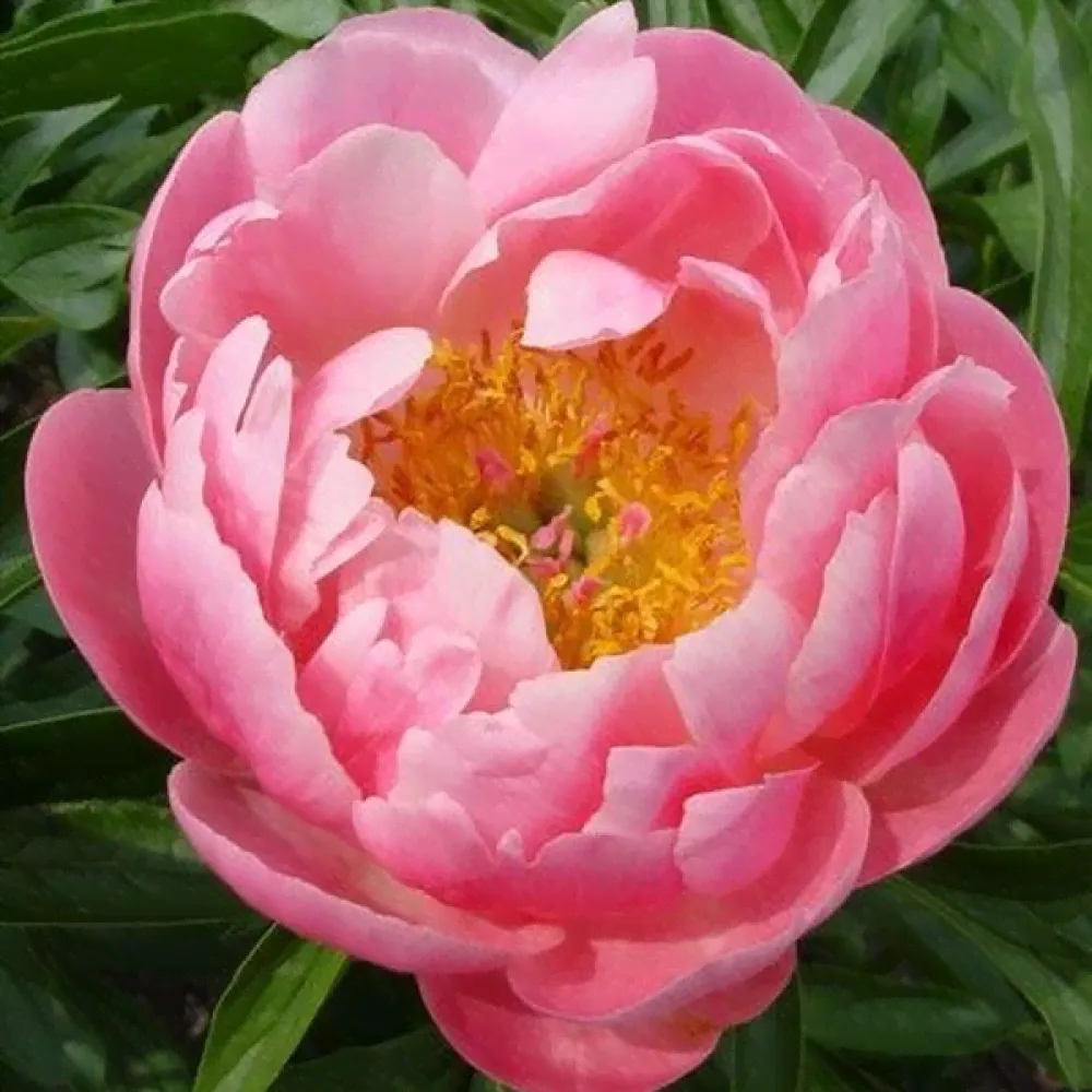 Саженцы Пион Coral Supreme (Корал Супреме)-1