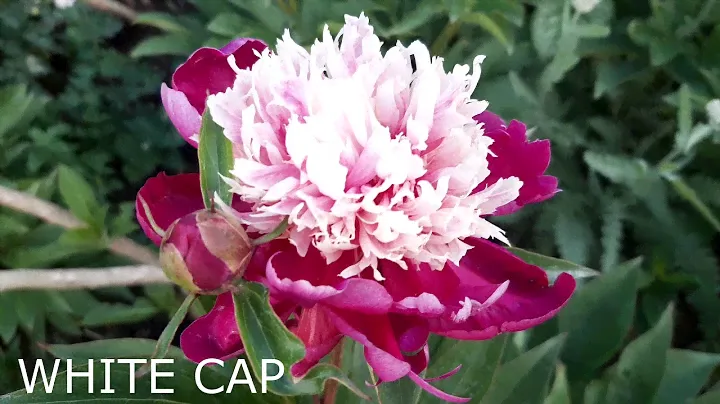 Peony  White cap (Пион Уайт Кэп), Winchell George G. , 1956 США