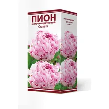 Корневище Пион молочноцветковый Сюзетт 1шт