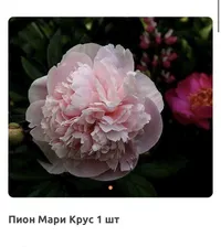 Пион Мари Крус