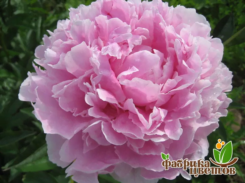 Пион травянистый Sarah Bernhardt 2-3-0