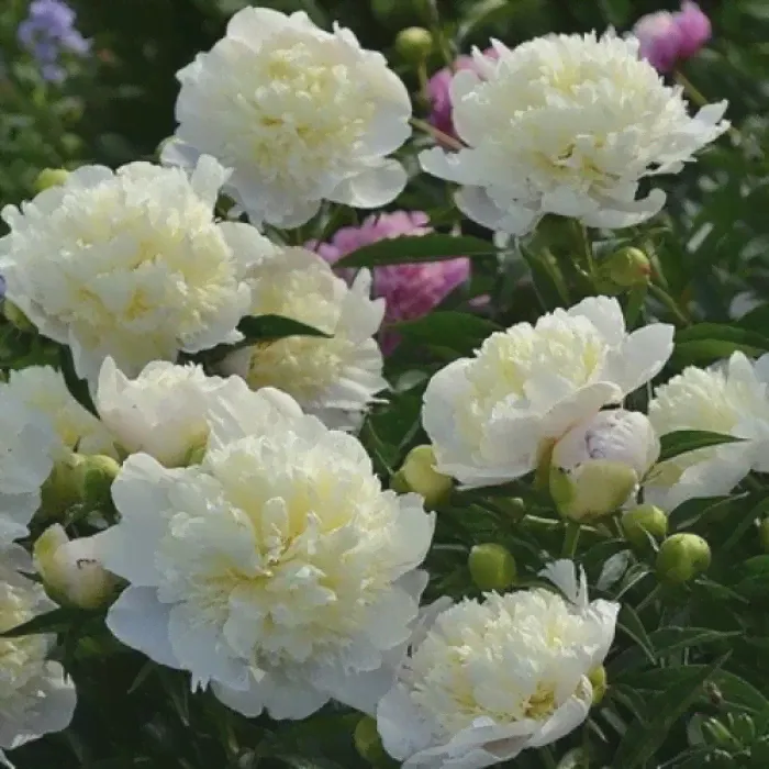 Пион Paeonia Duchesse de Nemours 3/5-0